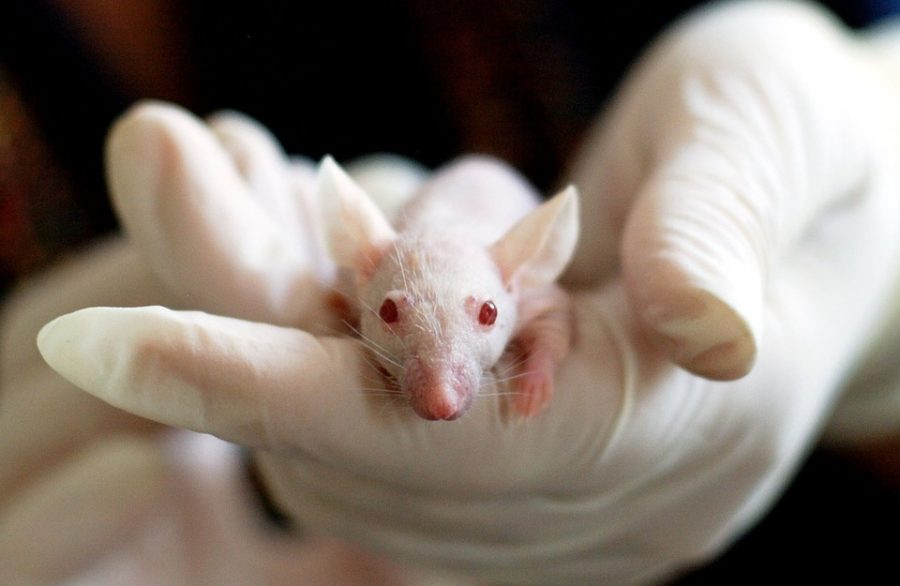 For our Benefit? The Toxicity of Animal Testing