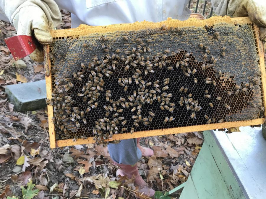 Bee frame full of honey