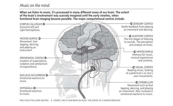 Parts of the human brain that function when listening to music