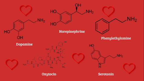 essay about chemistry of love