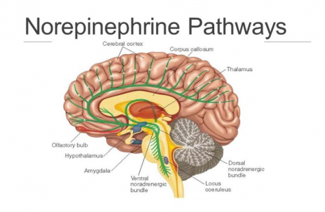 norepinephrine in the brain