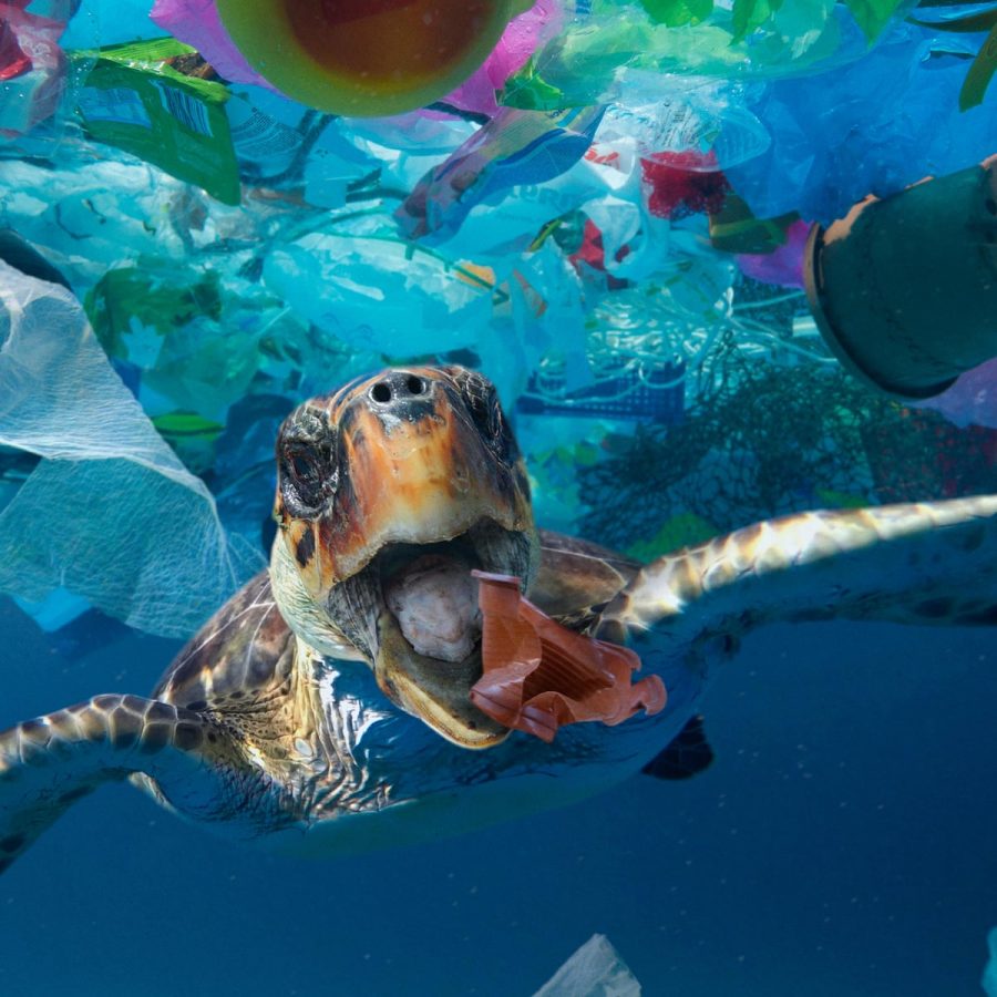 A Sea Turtle swims through the ocean surrounded by plastic debris.