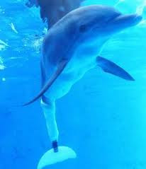 Winter the dolphin pictured with her prosthetic tail.