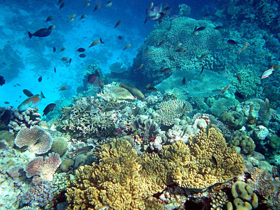 A coral reef surrounded by fish. 